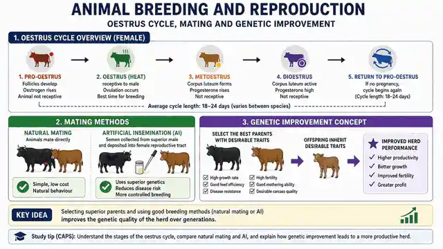 Animal breeding and the oestrus cycle