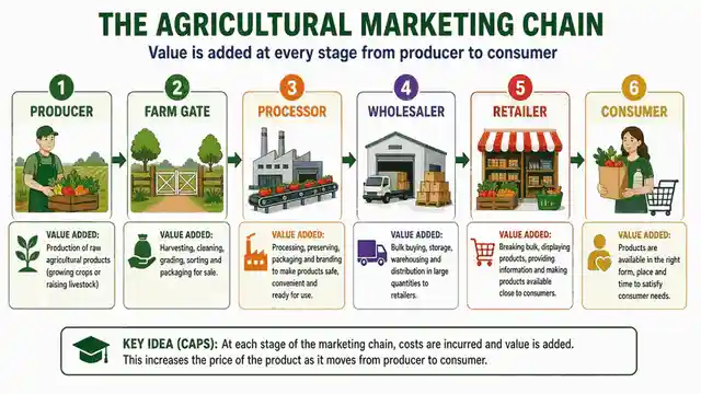 The agricultural marketing chain