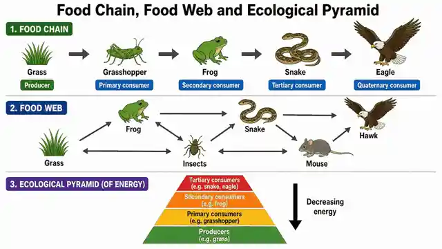 Food chains, food webs and ecological pyramids