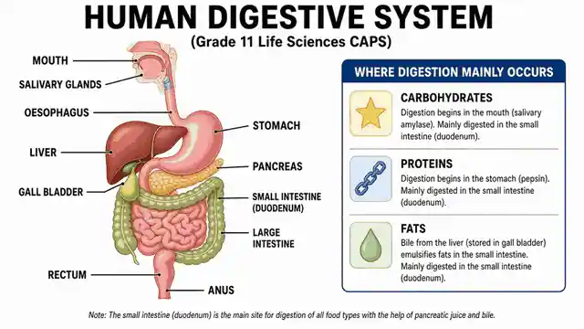 The human digestive system
