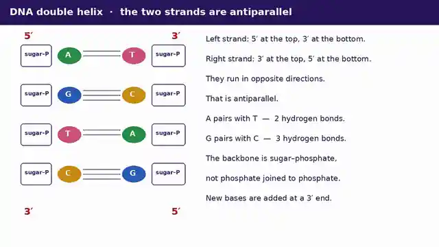 DNA double helix