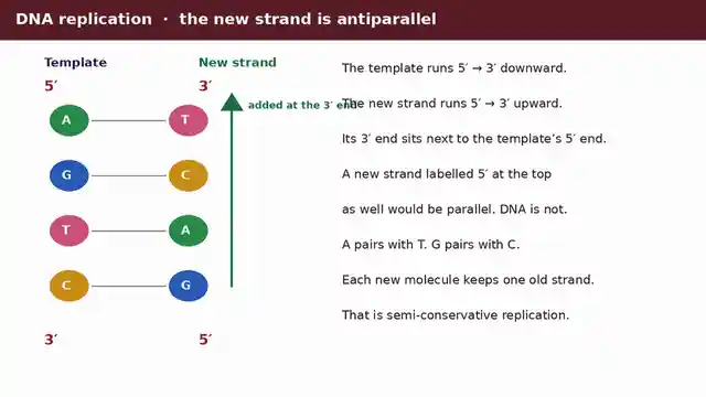 DNA replication