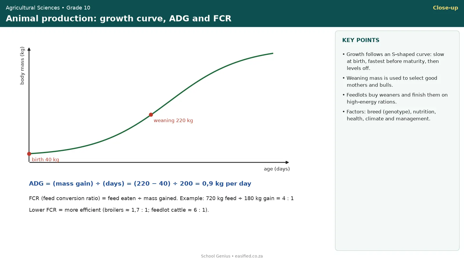 Beef calf growth curve with average daily gain and feed conversion ratio