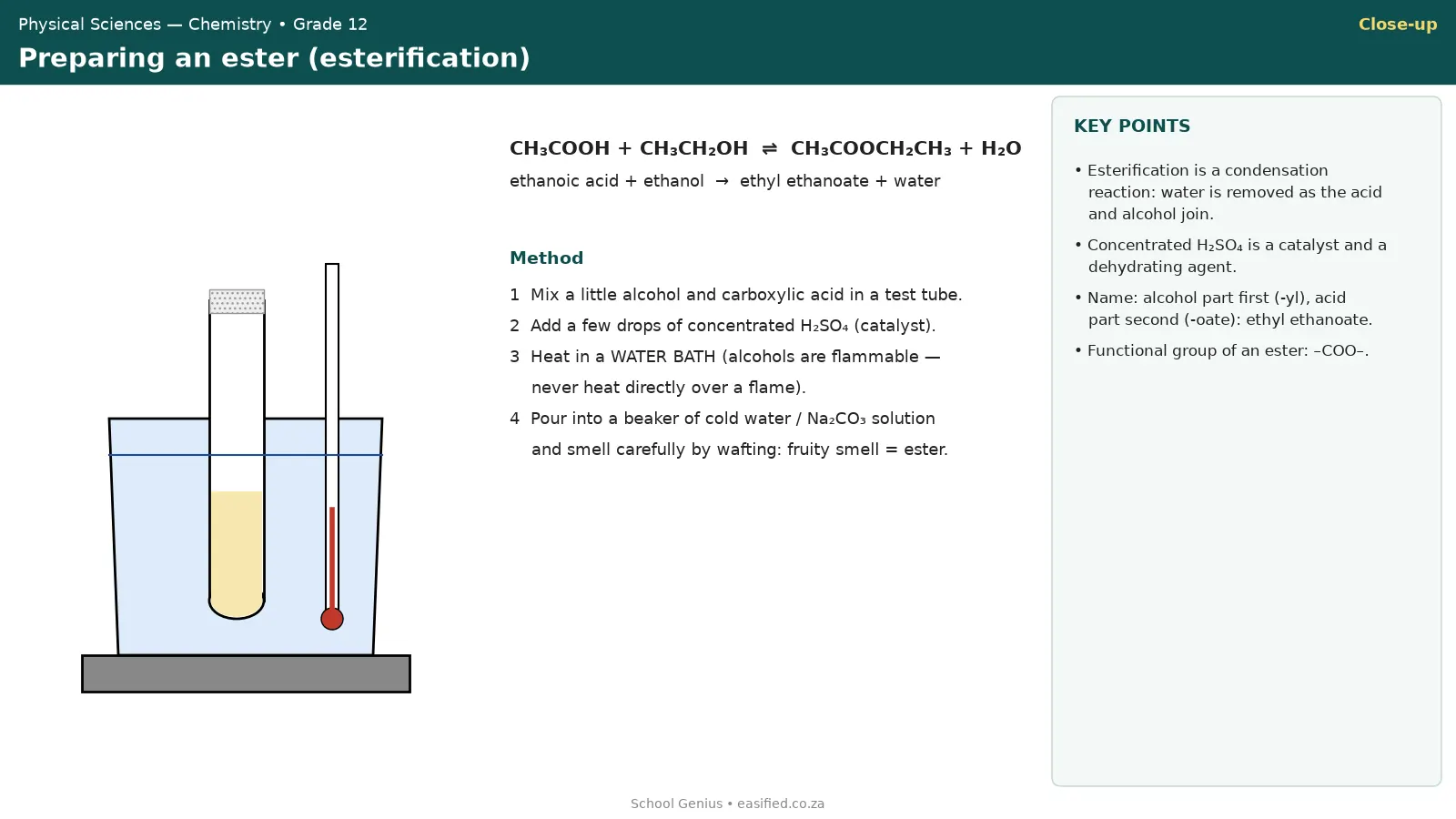 Esterification set-up with test tube heated in a water bath
