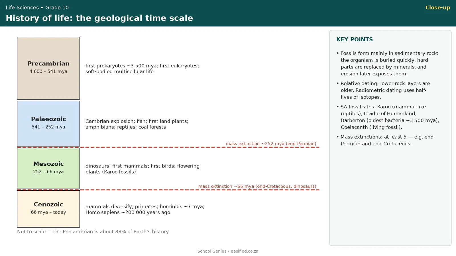 Geological time scale with eras, key life events and mass extinctions