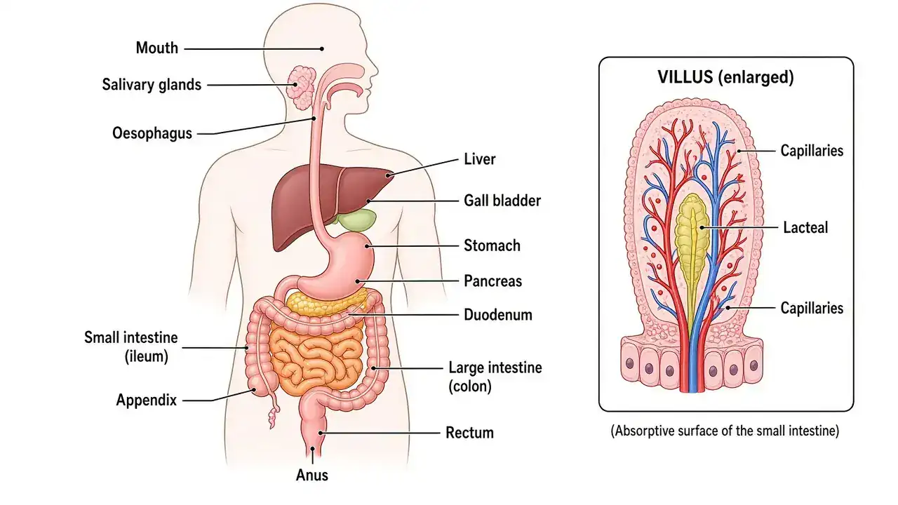 Animal nutrition / digestive-system