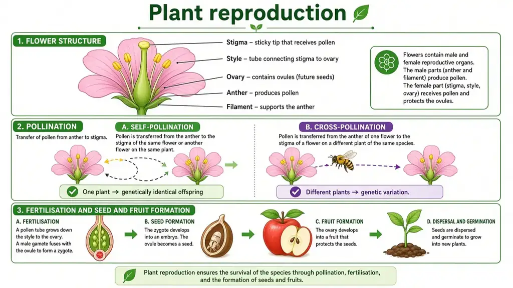 Plant reproduction