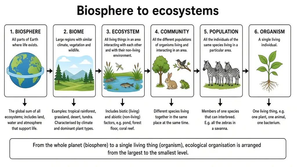 Biosphere to ecosystems