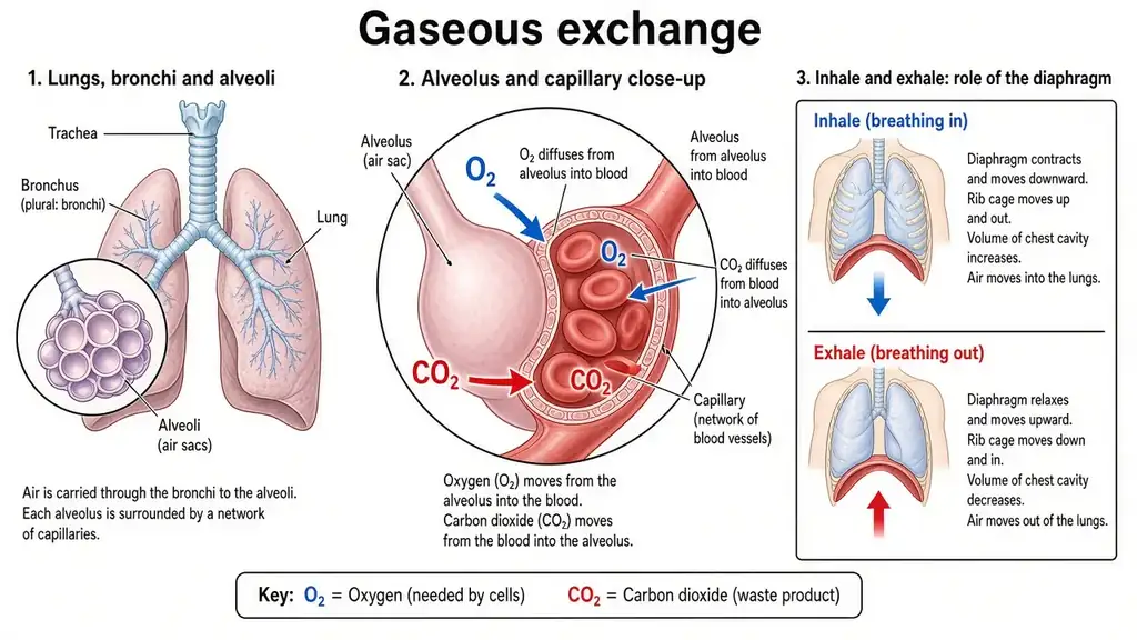 Gaseous exchange
